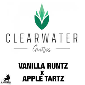 Vanilla Runtz x Apple Tartz ClearWater feminized seeds
