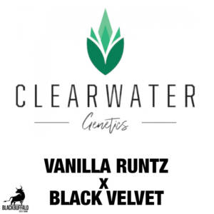 Vanilla Runtz x Black Velvet ClearWater feminized seeds