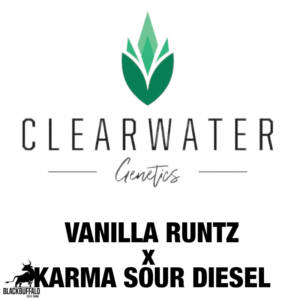 Vanilla Runtz x Karma Sour Diesel ClearWater feminized seeds