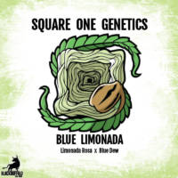 Square One Genetics Square One Genetics Seeds - BlackBuffalo