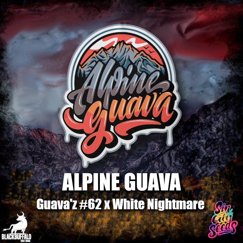 Alpine Guava Sin City feminized seeds 1 Alpine Guava Sin City feminized seeds