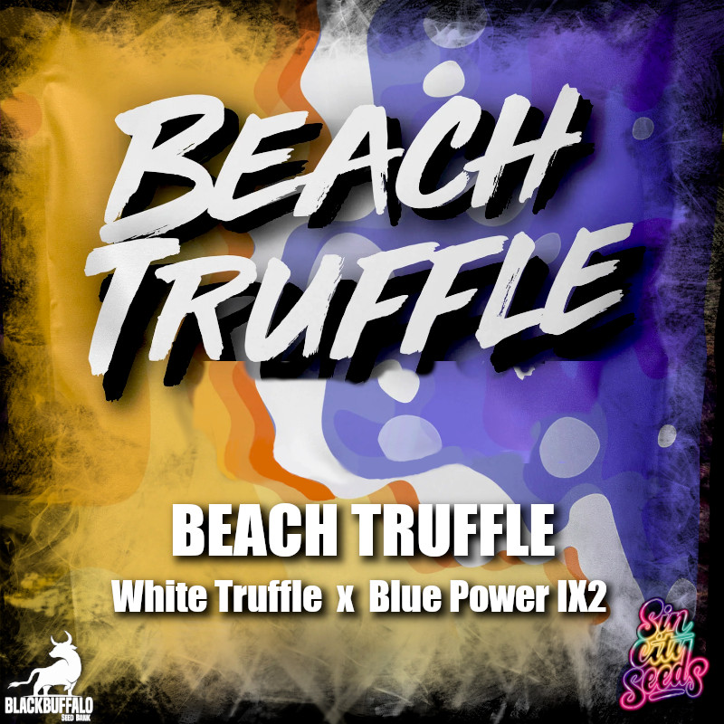Beach Truffle Sin City feminized seeds 1 Beach Truffle Sin City feminized seeds