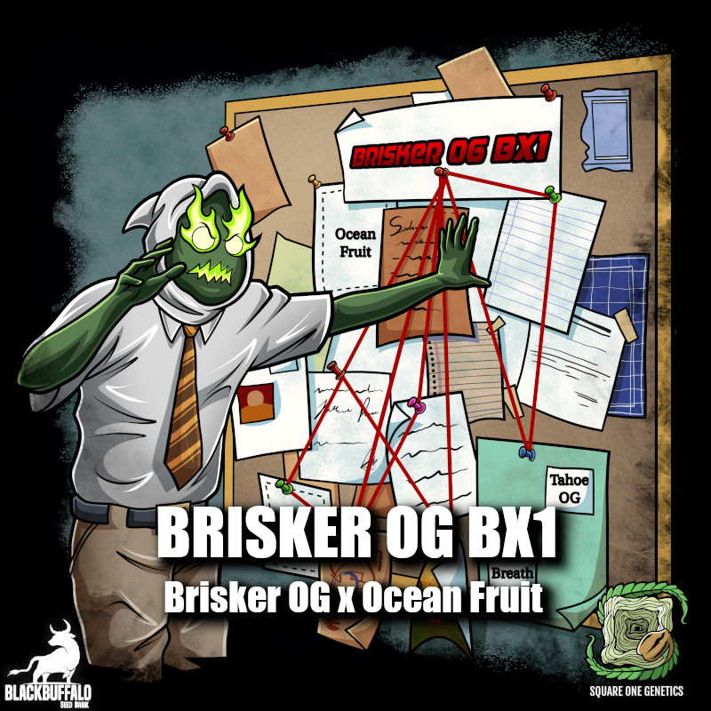 Brisker OG BX1 Square One Genetics feminized seeds 1 Brisker OG BX1 Square One Genetics feminized seeds