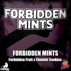 Forbidden Mints Sin City regular seeds