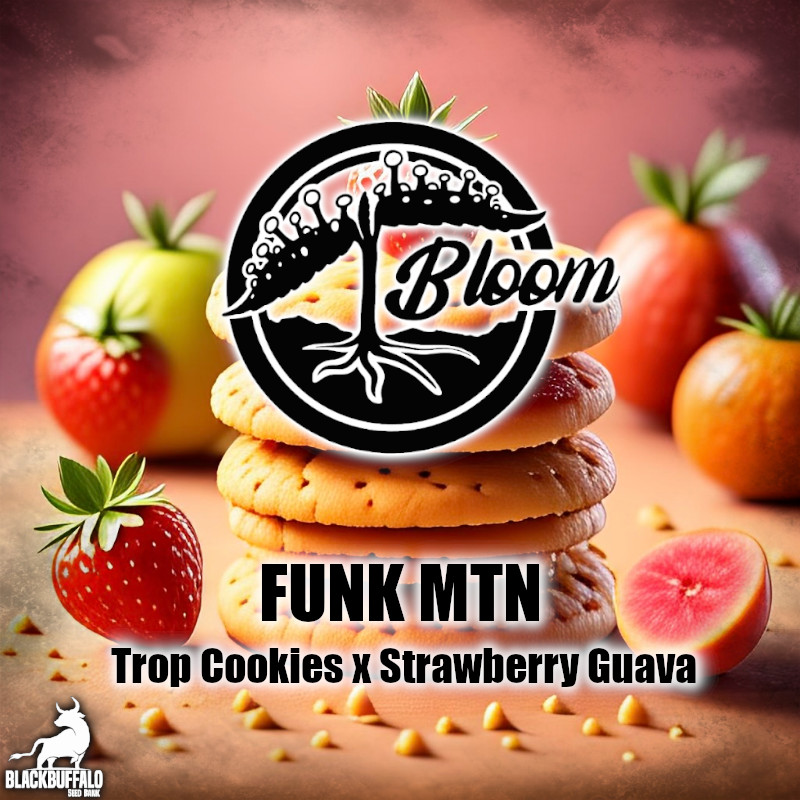 Funk MTN Bloom Seed Co feminized seeds 1 Funk MTN Bloom Seed Co feminized seeds