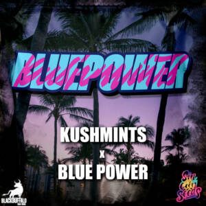 Kush Mints x Blue Power Sin City feminized seeds