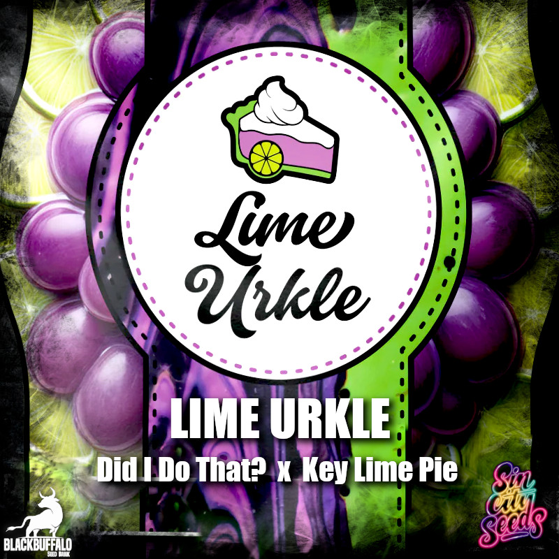 Lime Urkle Sin City feminized seeds 1 Lime Urkle Sin City feminized seeds