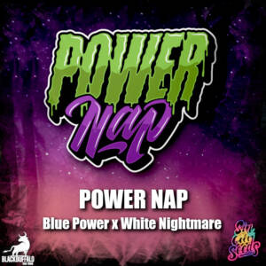Power Nap Sin City regular seeds