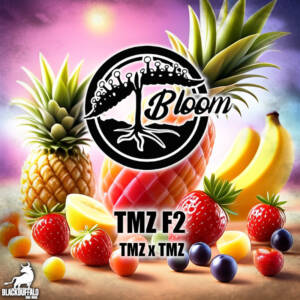TMZ F2 Bloom Seed Co regular seeds