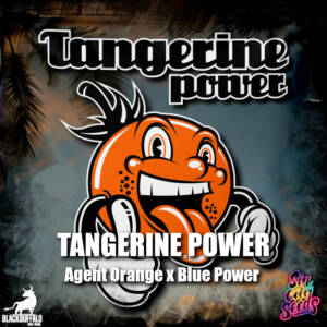Tangerine Power Sin City feminized seeds