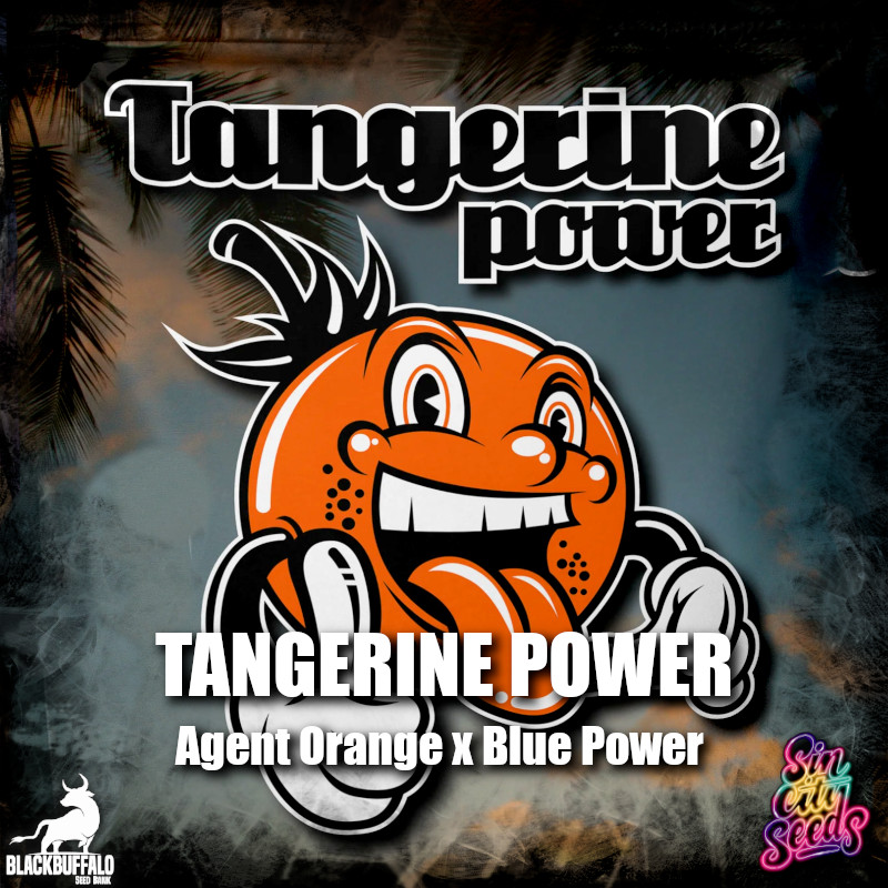 Tangerine Power Sin City regular seeds 1 Tangerine Power Sin City feminized seeds