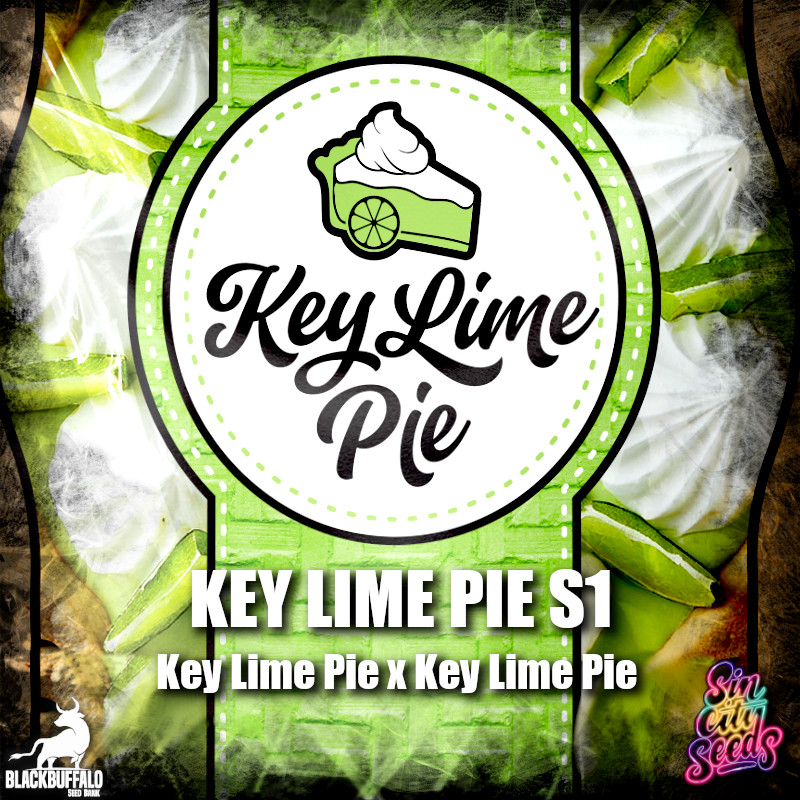 Key Lime Pie S1 Sin City feminized seeds 1 Key Lime Pie S1 Sin City feminized seeds