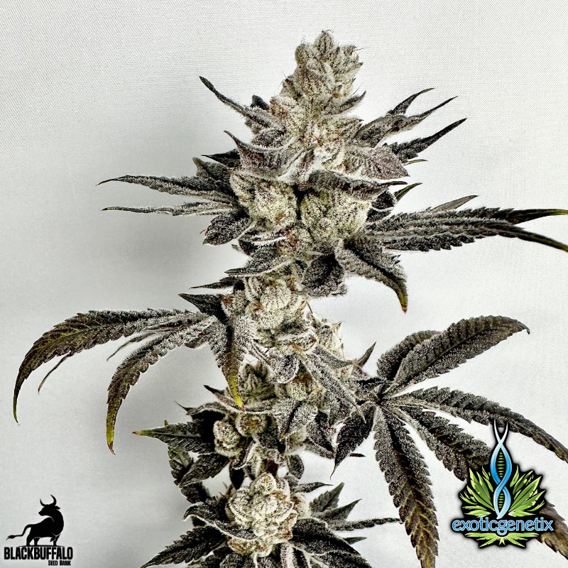 Crumb Dumpster Exotic Genetix feminized seeds 2 Crumb Dumpster Exotic Genetix feminized seeds