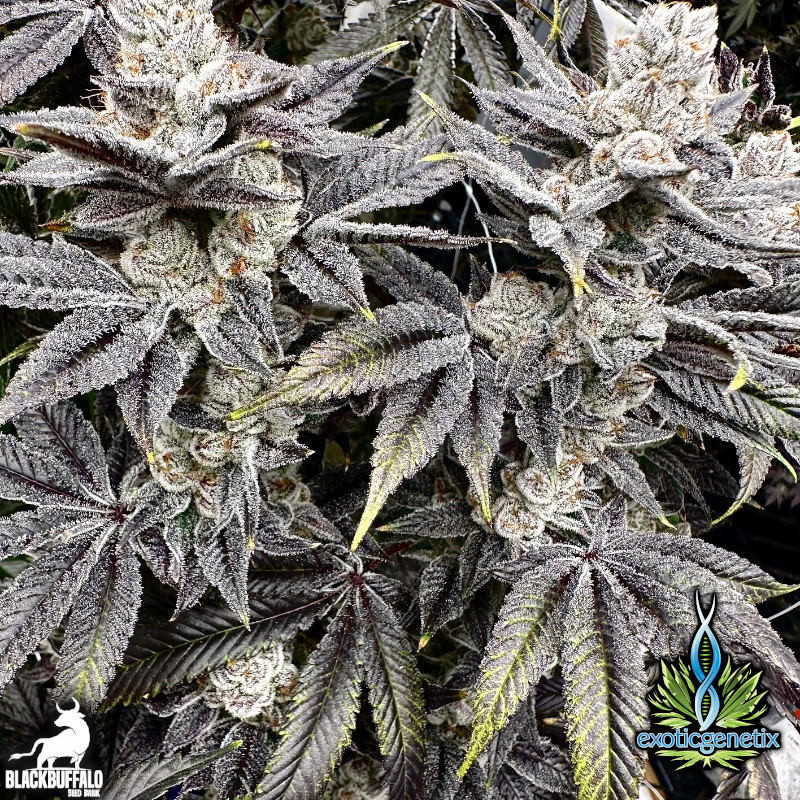 Crumb Dumpster Exotic Genetix feminized seeds 3 Crumb Dumpster Exotic Genetix feminized seeds