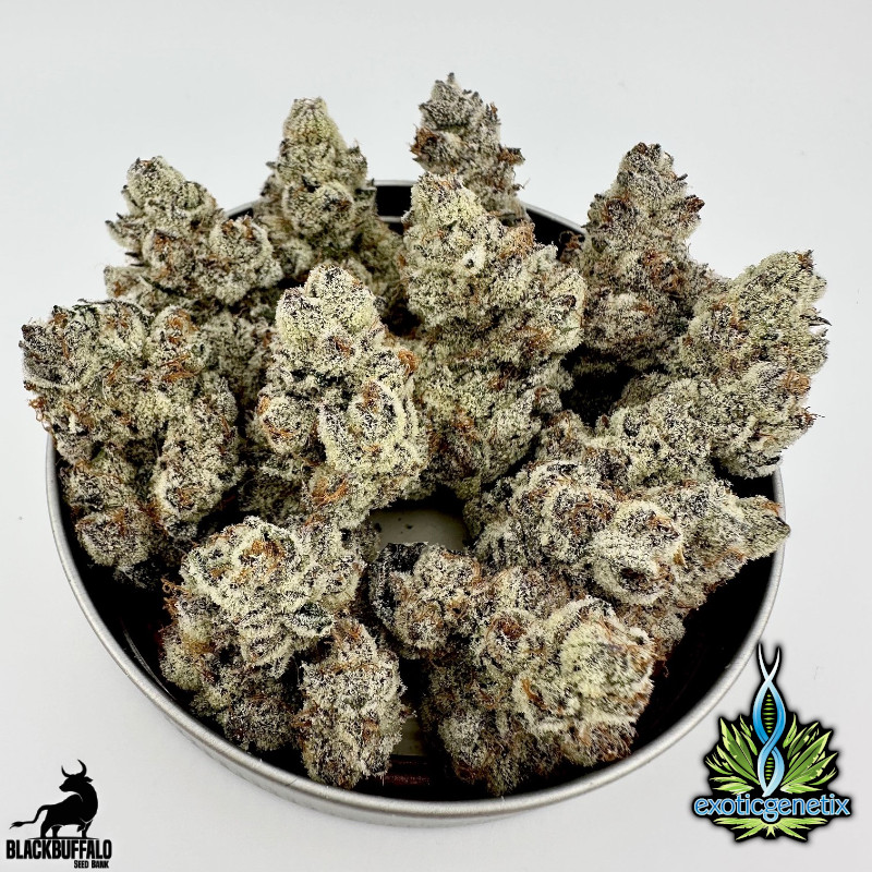 Crumb Dumpster Exotic Genetix feminized seeds 4 Crumb Dumpster Exotic Genetix feminized seeds