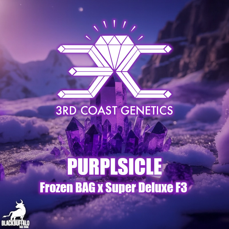 Purplsicle 3rd Coast Genetics Regular Seeds 1 Purplsicle 3rd Coast Genetics Regular Seeds