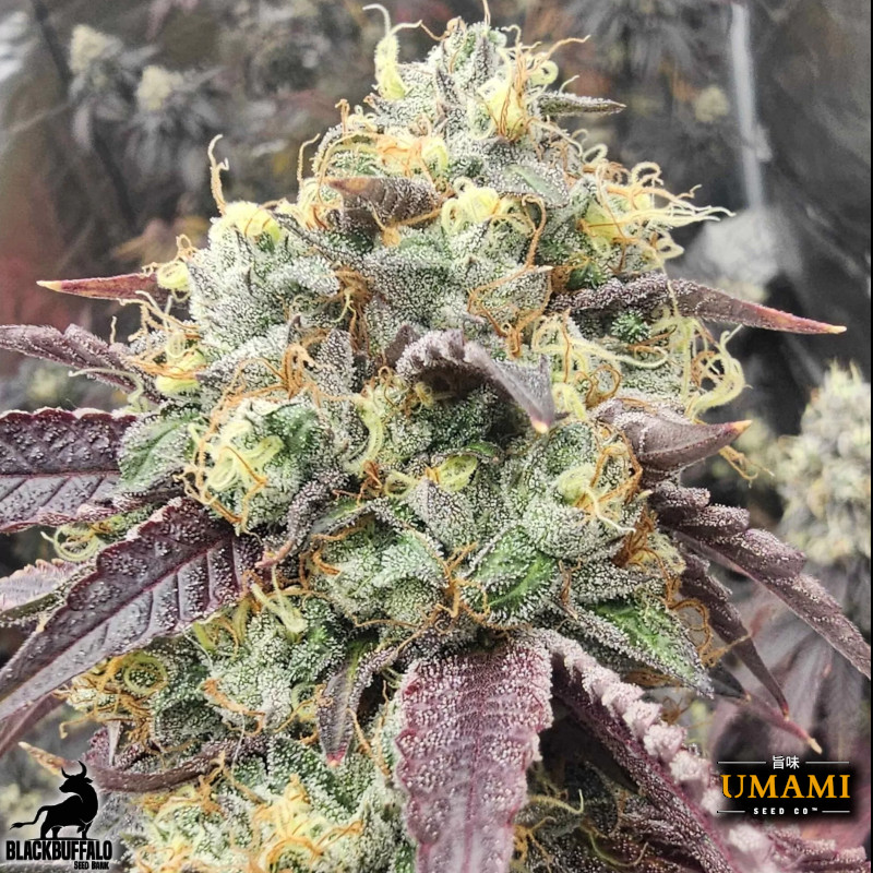 Sky-Clair Umami Seed Co Feminized Seeds 2 Sky-Clair Umami Seed Co Feminized Seeds