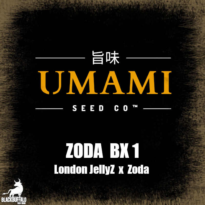 Zoda Bx1 Umami Seed Co Feminized Seeds 1 Zoda Bx1 Umami Seed Co Feminized Seeds