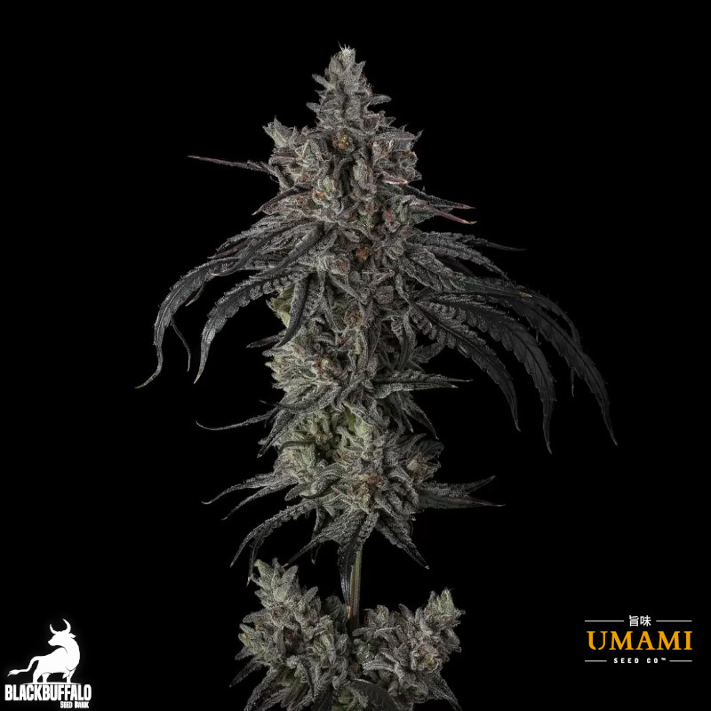 Zoda Bx1 Umami Seed Co Feminized Seeds 2 Zoda Bx1 Umami Seed Co Feminized Seeds