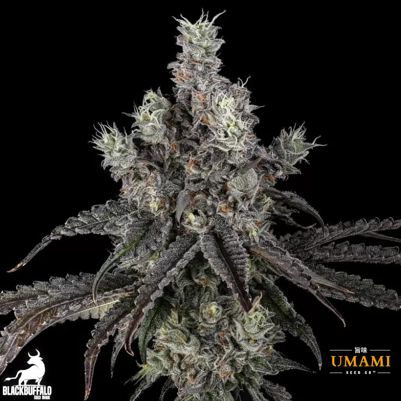Zoda Bx1 Umami Seed Co Feminized Seeds 3 Zoda Bx1 Umami Seed Co Feminized Seeds