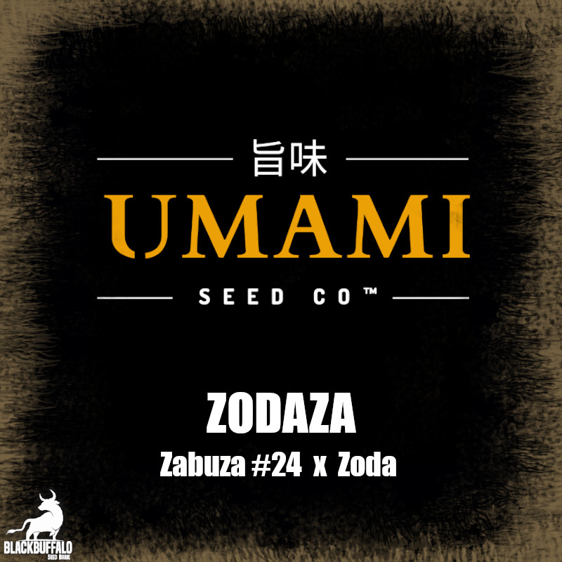 Zodaza Umami Seed Co Feminized Seeds 1 Zodaza Umami Seed Co Feminized Seeds