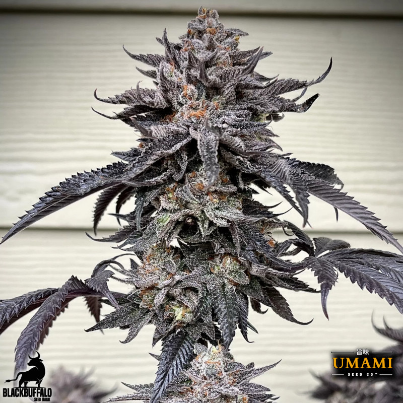 Zodaza Umami Seed Co Feminized Seeds 2 Zodaza Umami Seed Co Feminized Seeds