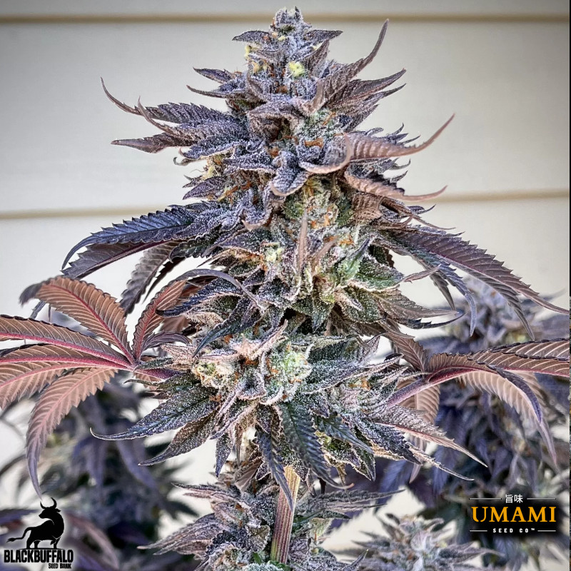 Zodaza Umami Seed Co Feminized Seeds 3 Zodaza Umami Seed Co Feminized Seeds