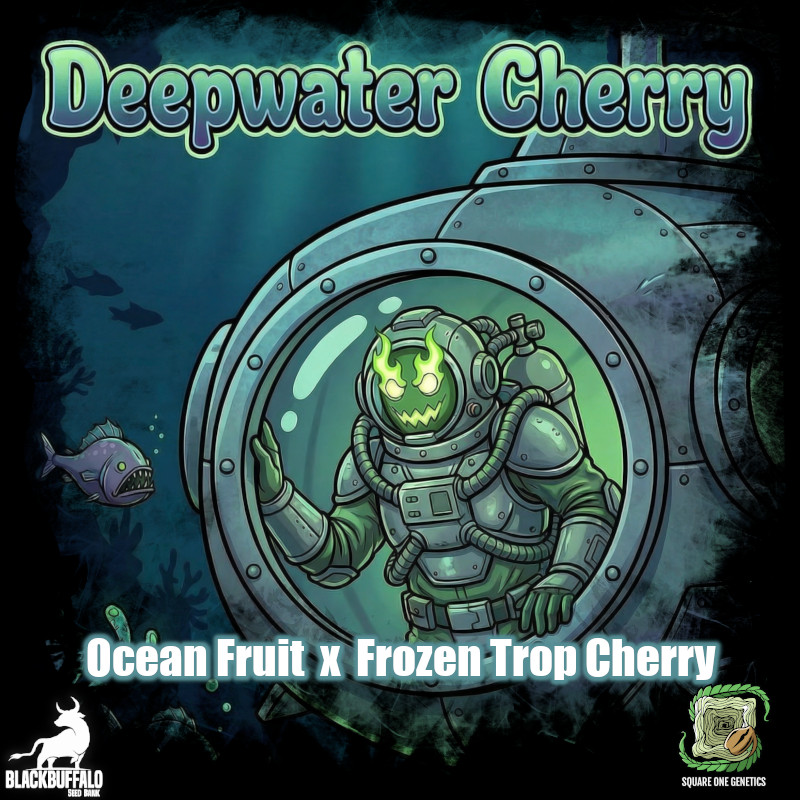 Deepwater Cherry Square One Genetics feminized seeds