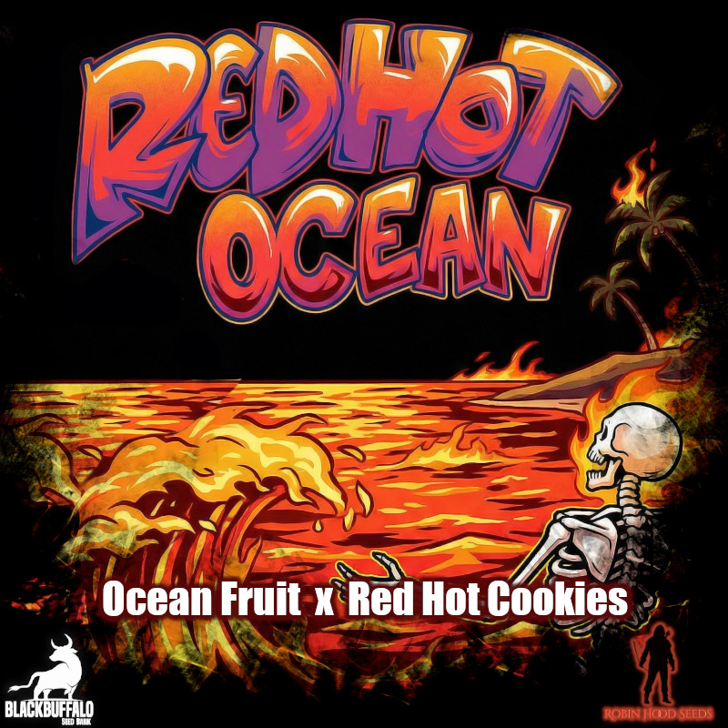 Red Hot Ocean Robin Hood feminized seeds